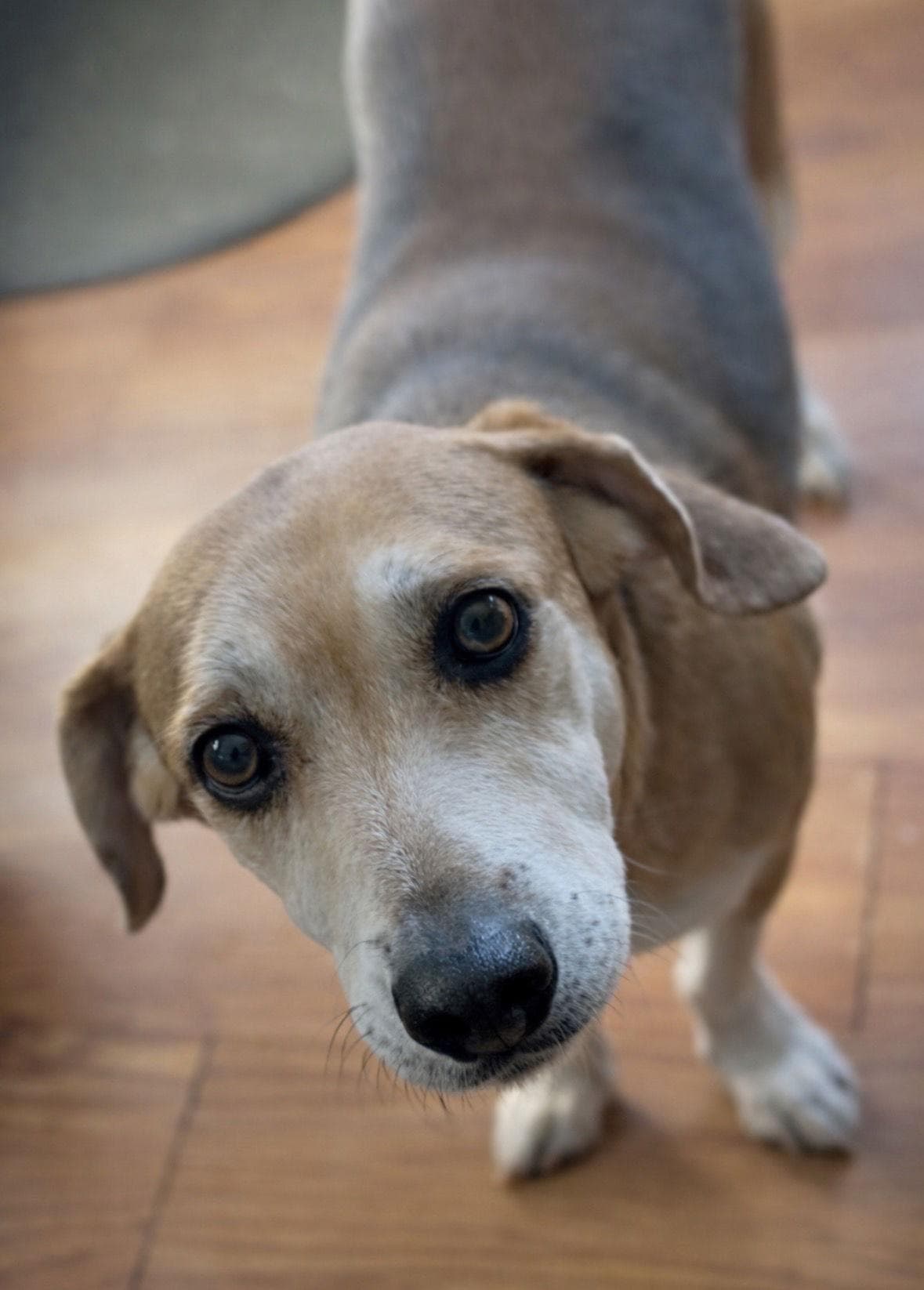 Sadie