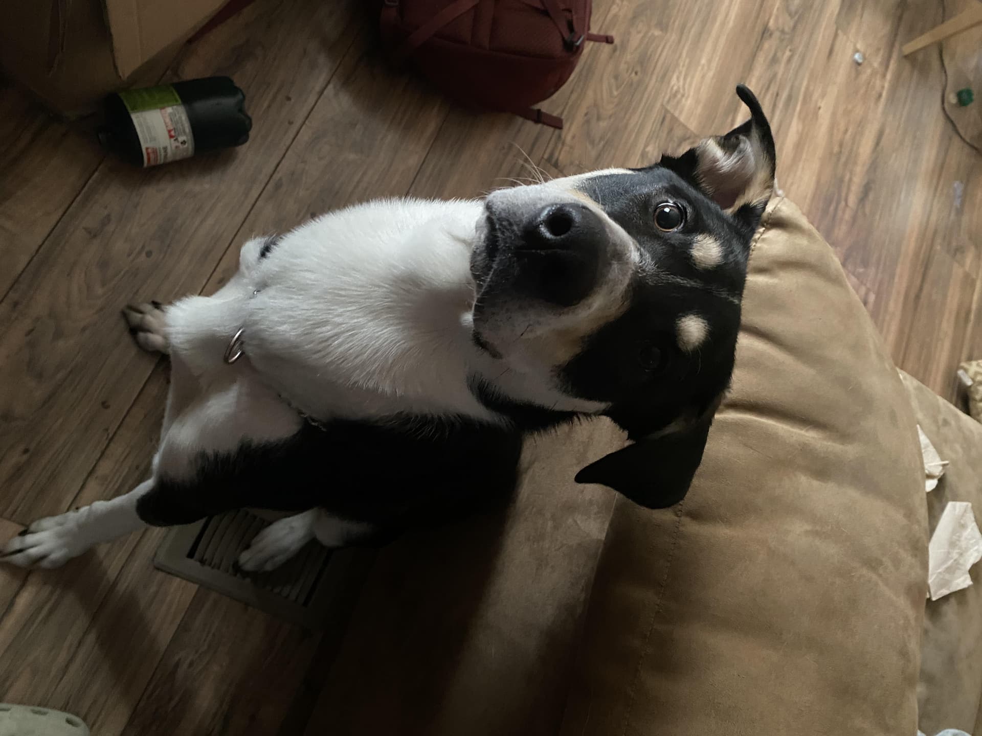 Ruger **COURTESY POST**