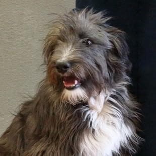 Fizzgig