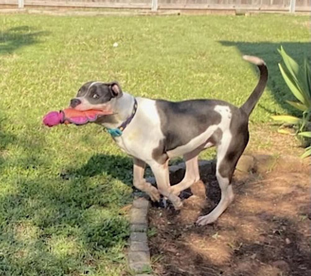 Huckleberry
