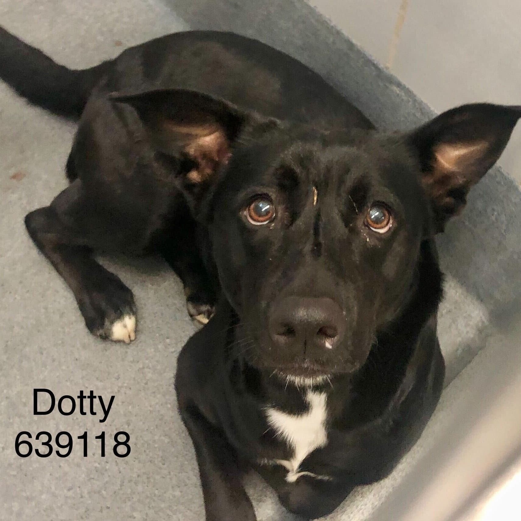 Dotty