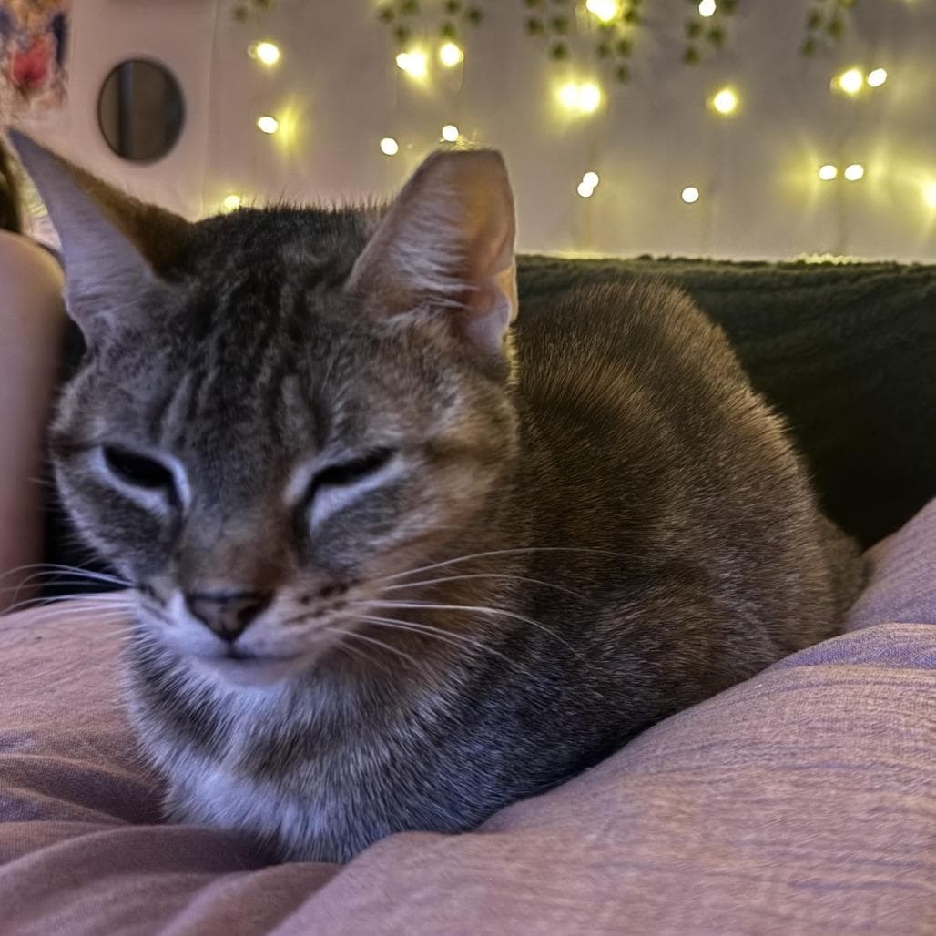 LuLu