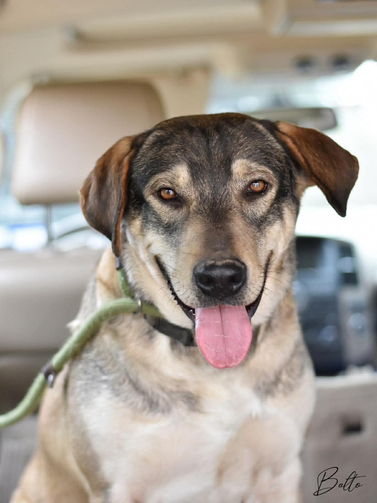 Balto