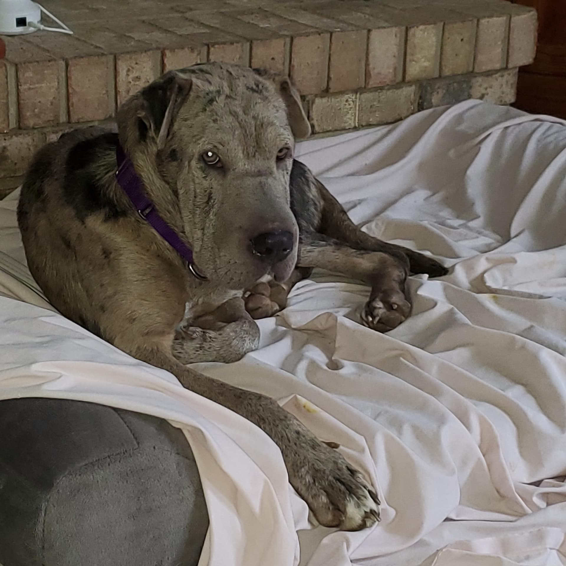 Maggie