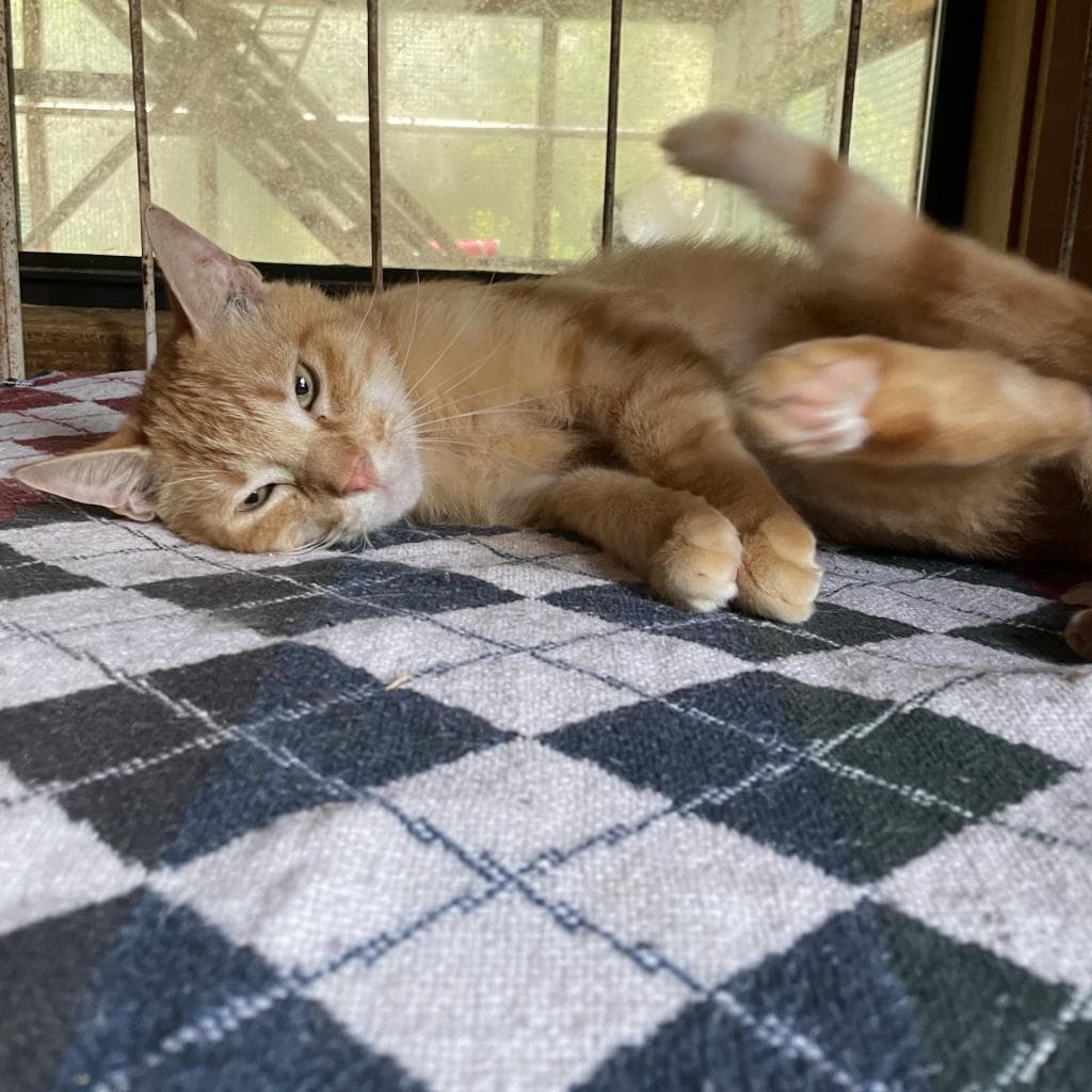 Gio