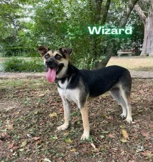 Wizard