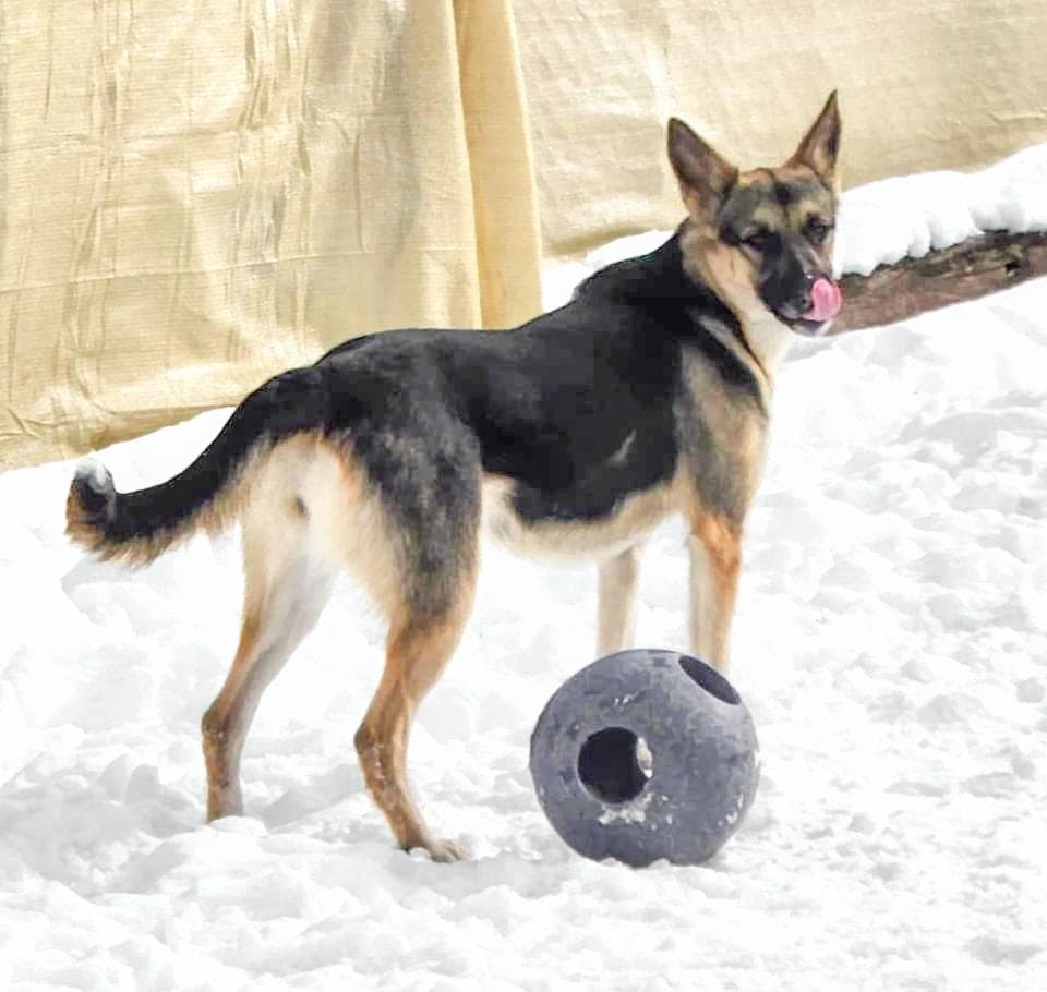 OAKLEY- Needs a foster/forever home!