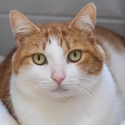 Jasper