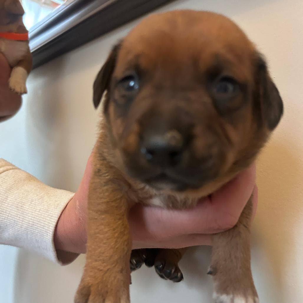 Peony's Pup- Dale