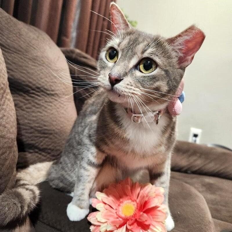 Angeli Merary