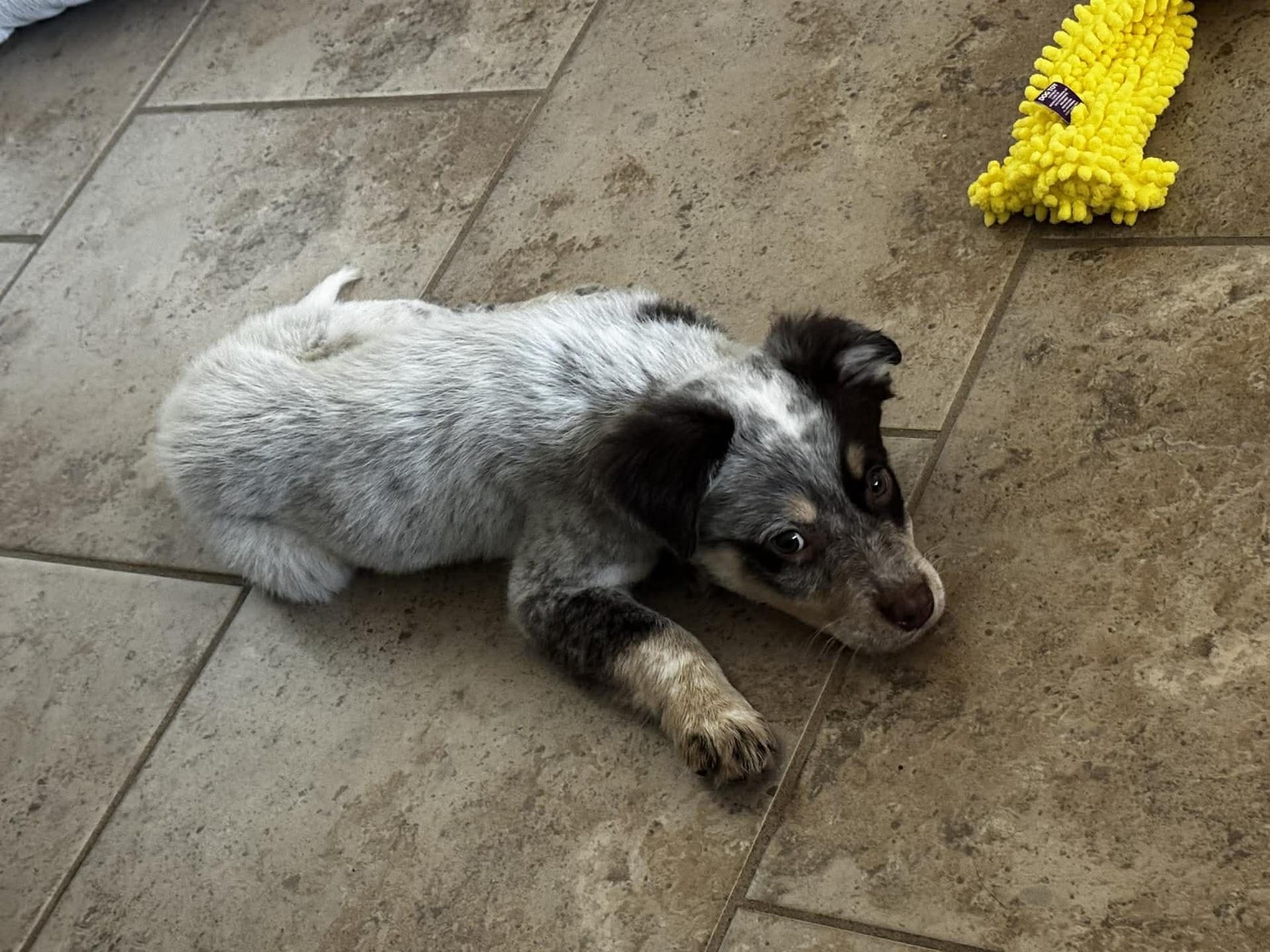 Jack