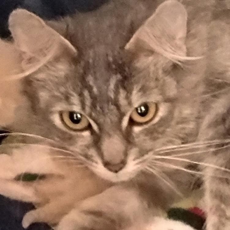 Mouse