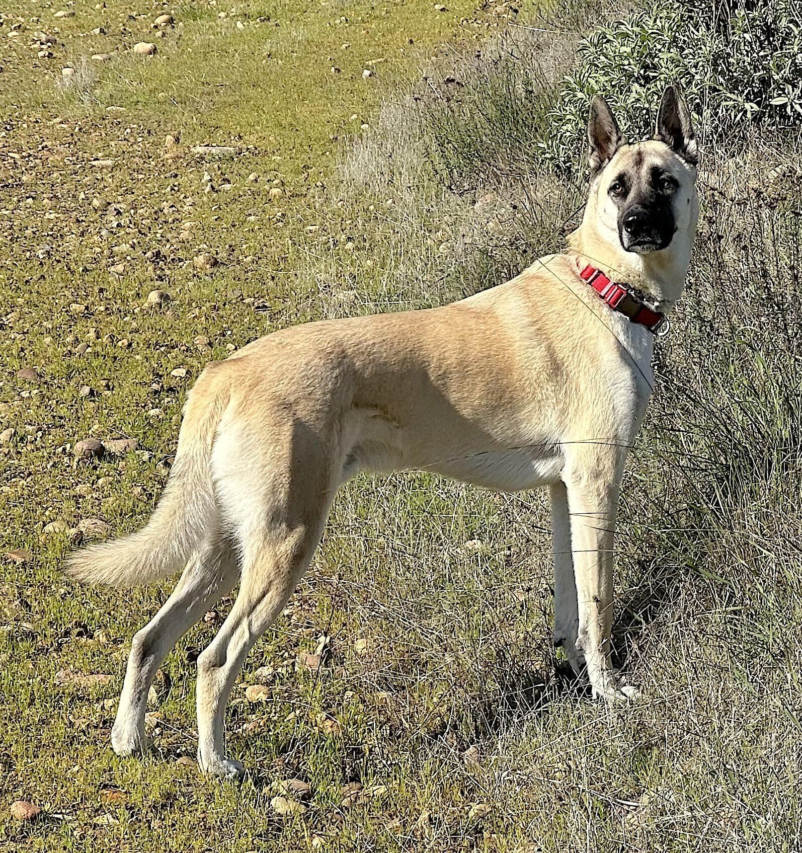 Titus