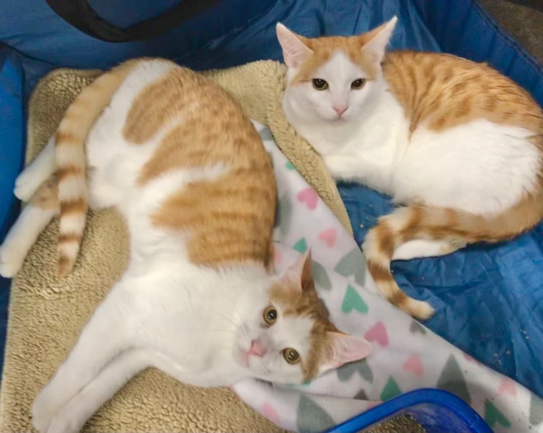 Marshmallow and Carmel