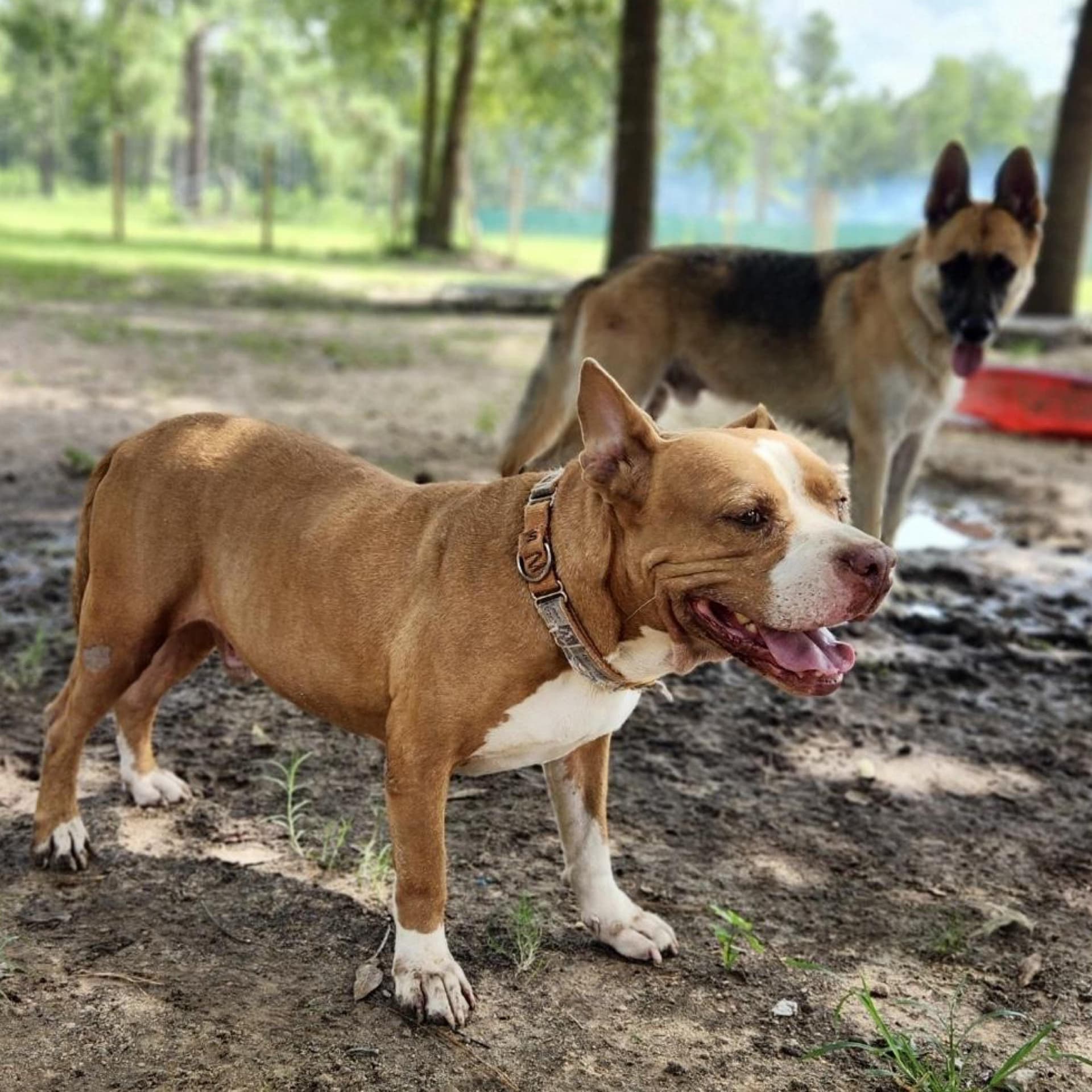 Tyson