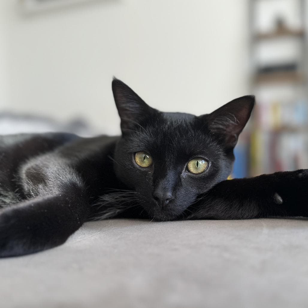 Saks bonded Barney