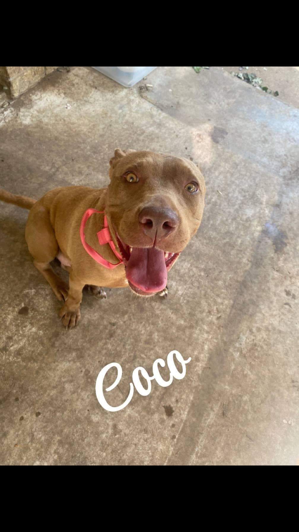 Coco