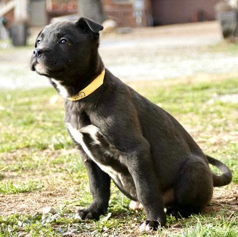 Coal Cutiepie