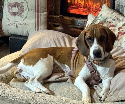 TRUDY - ADOPTION PENDING!