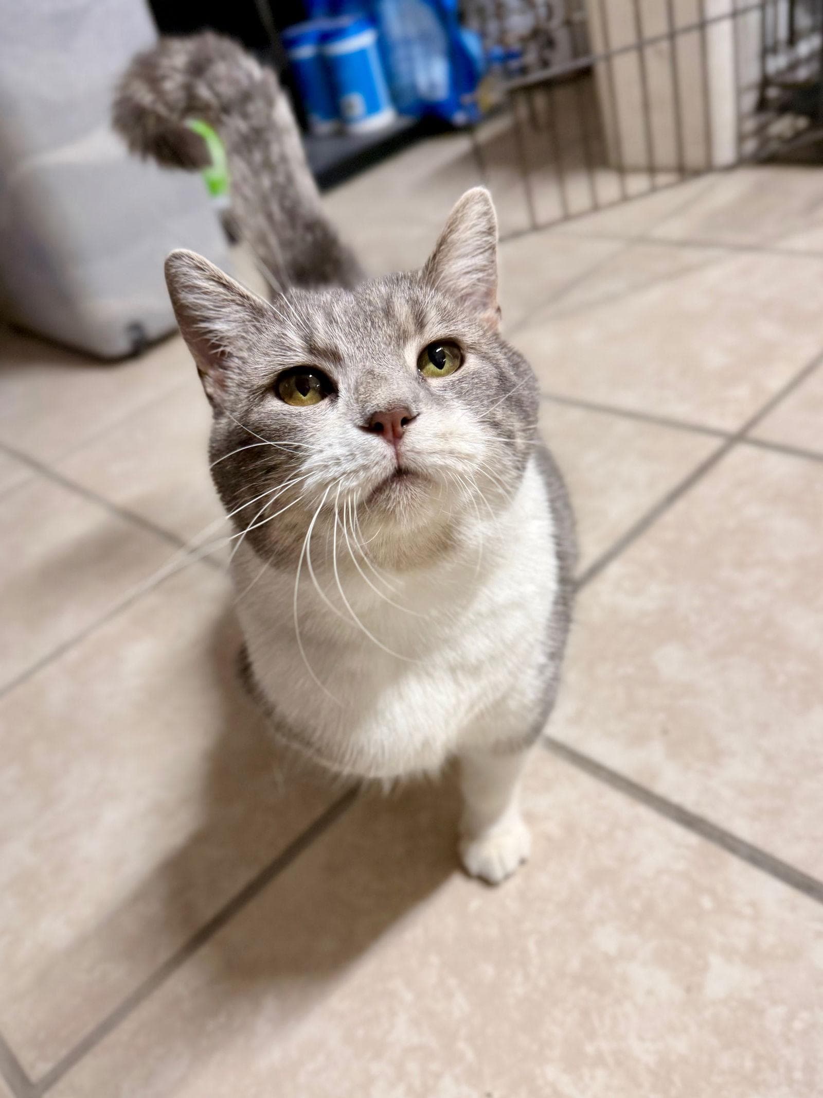 Petunia
