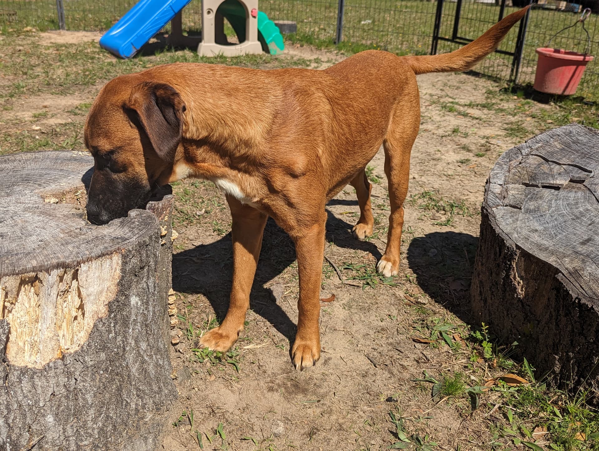 STRIP - Sponsored Adoption Fee!!