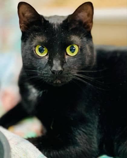 Betty(Foster Needed)