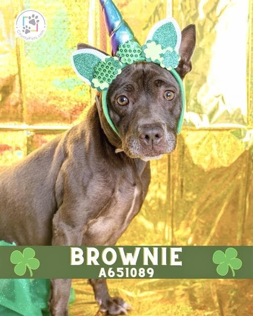 BROWNIE