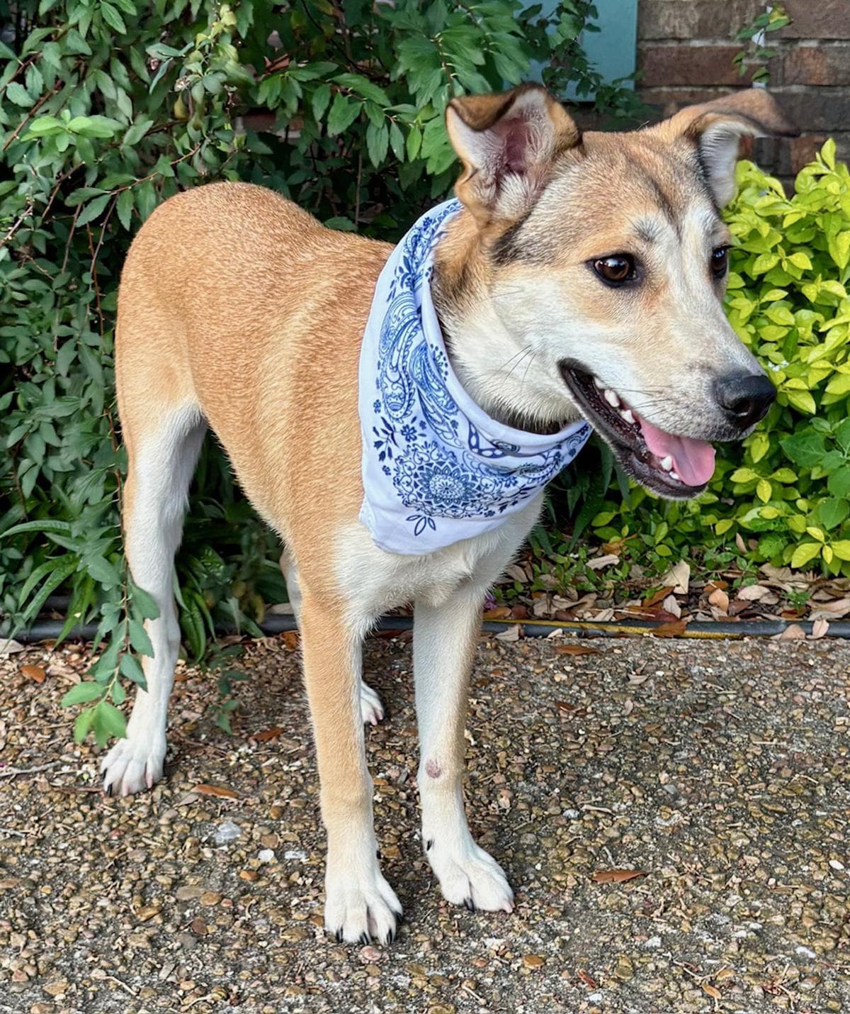 DAHLIA - WHAT A DOLL!