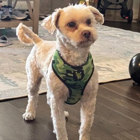 Teddy VII (New Digs)