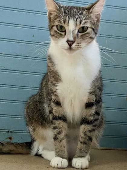 Geronimo(Foster Needed)