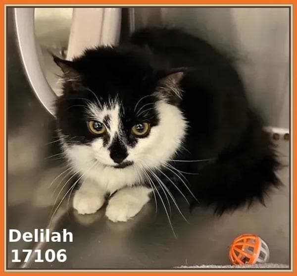 Delilah(664)