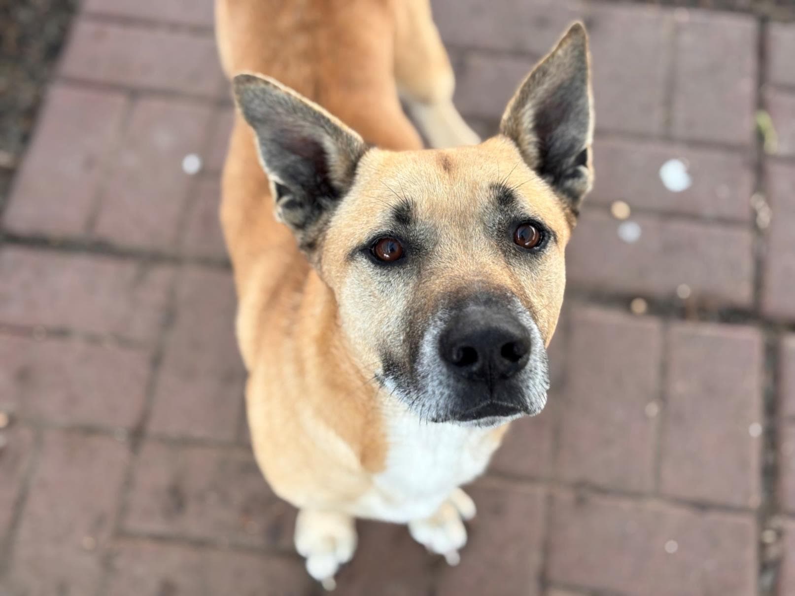 FRANKIE
