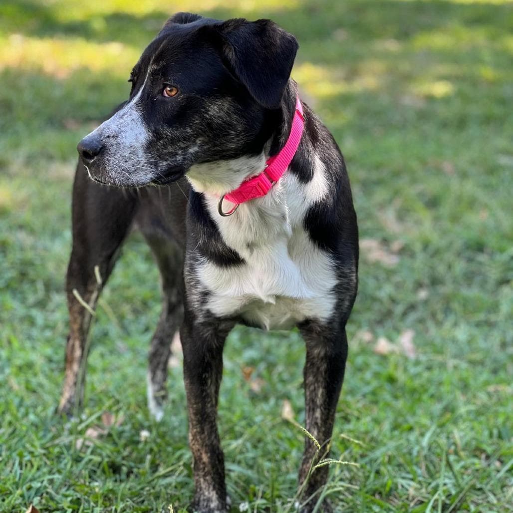 Sierra 21648