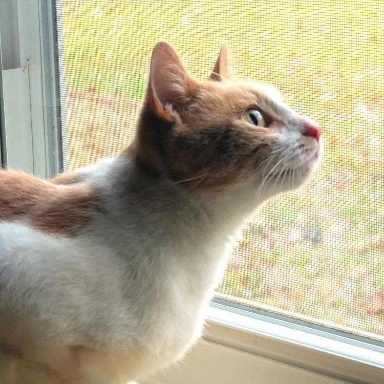 Peaches 1