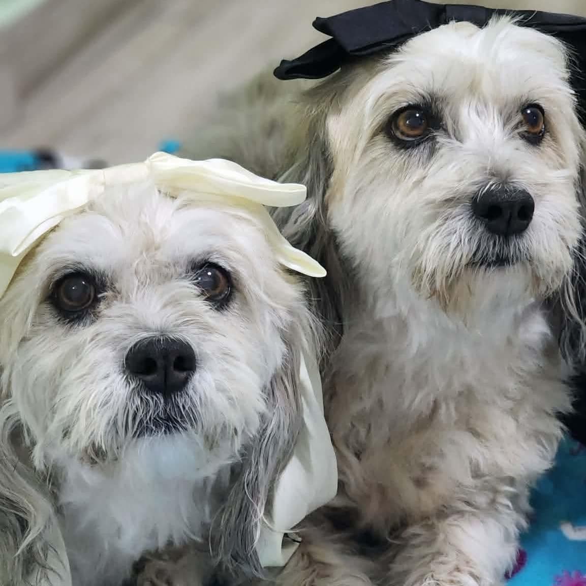 Daisy & Mimi *Bonded Pair*