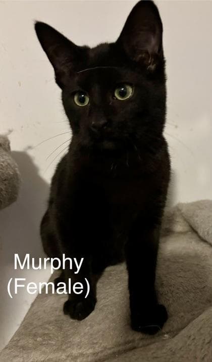 Murphy