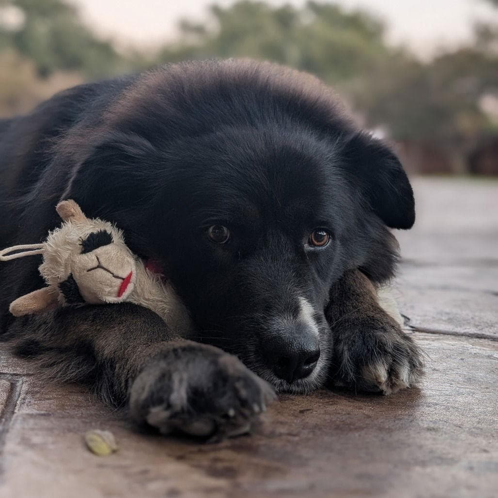 Bowie III (New Digs)