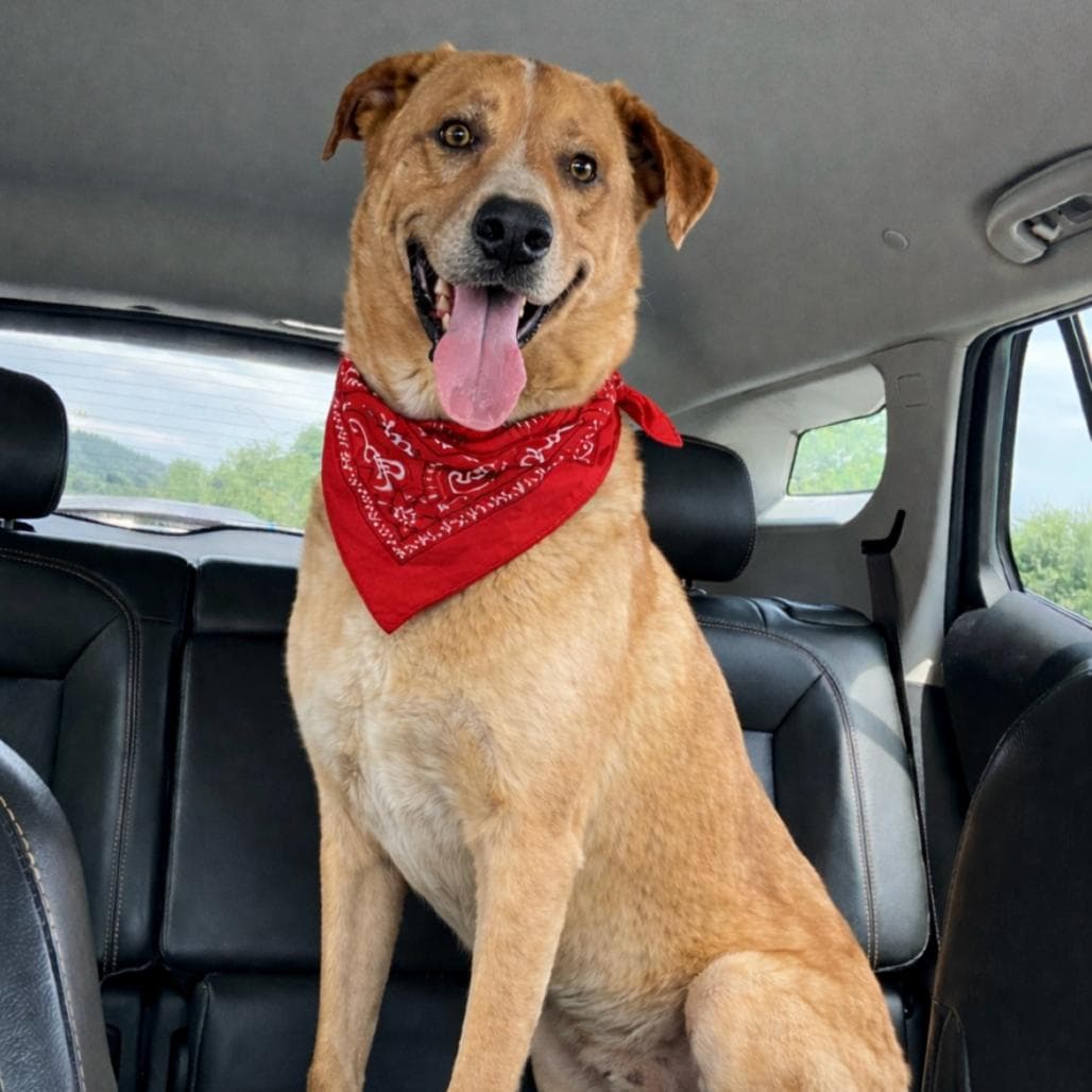 Goldie II (New Digs)