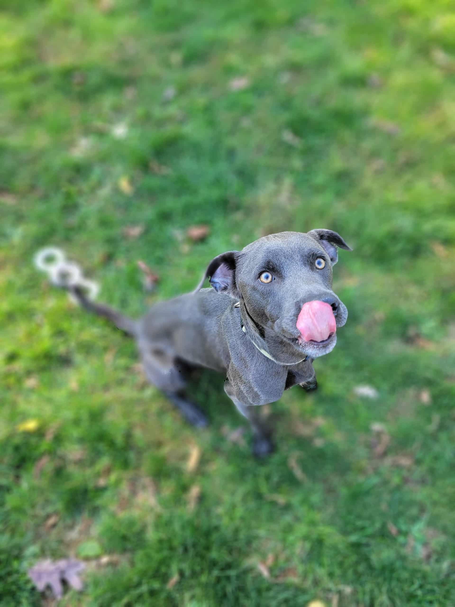Bob