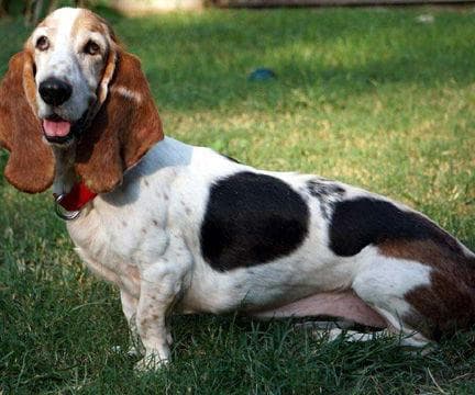 HARPER - ADOPTION PENDING!