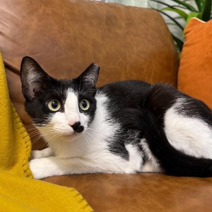 Kit Kat