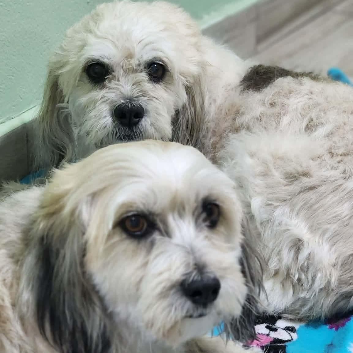 Daisy & Mimi *Bonded Pair*