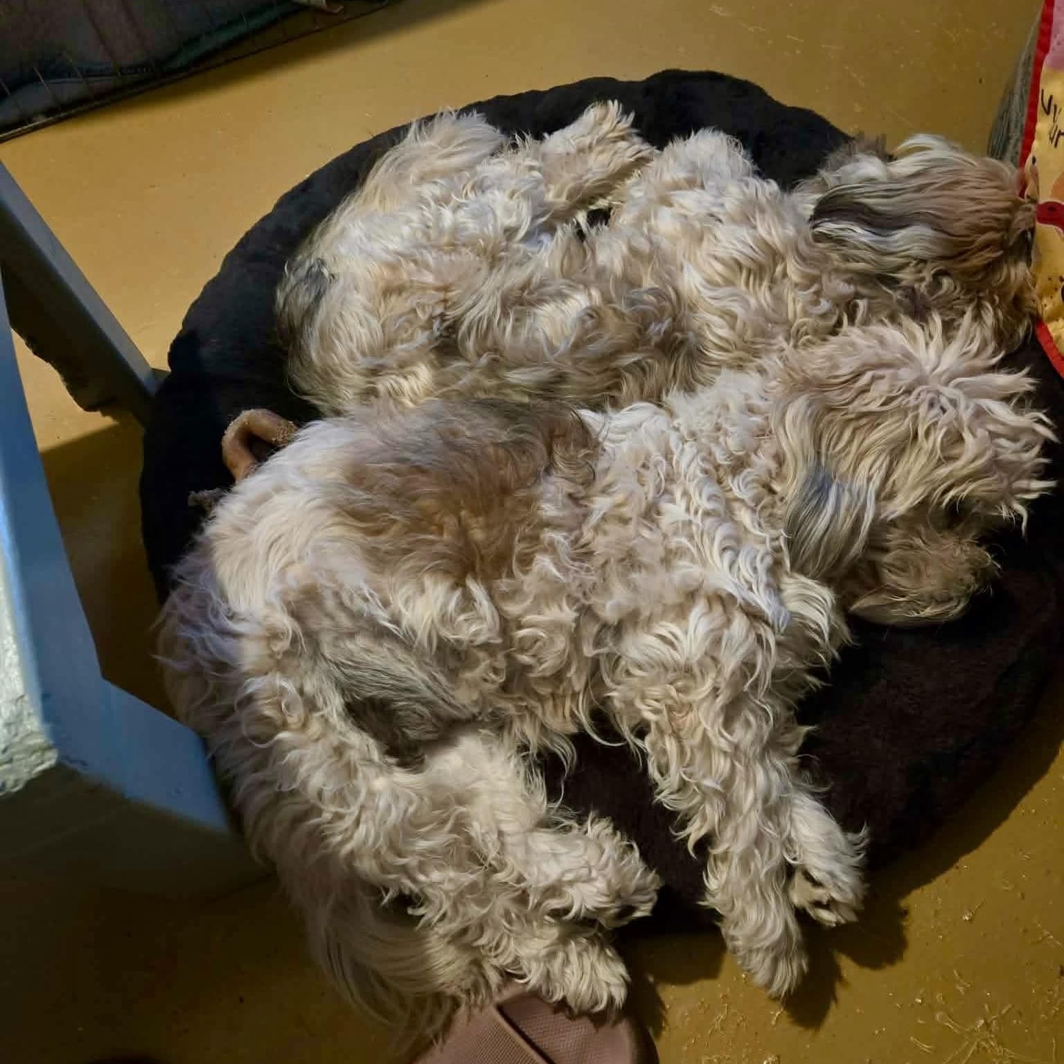 Daisy & Mimi *Bonded Pair*