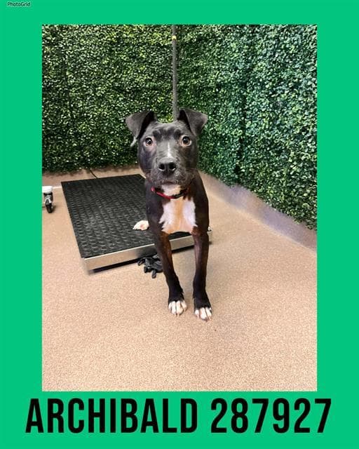 ARCHIBALD