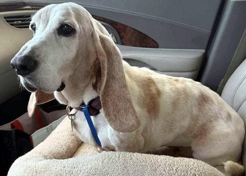 MOLLIE MAE - ADOPTION PENDING!