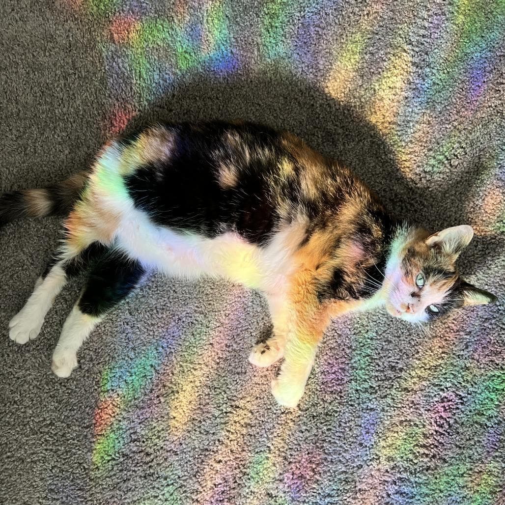 Omelette