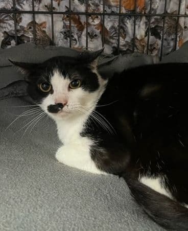 Cecil