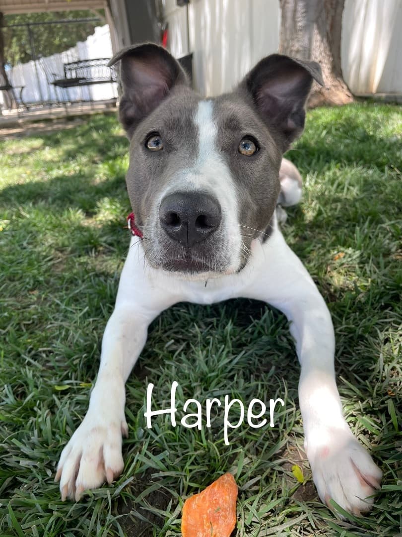 Harper