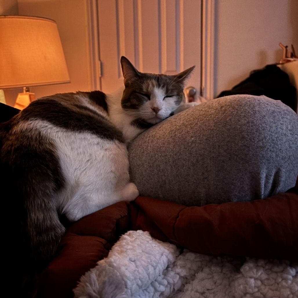 Willow VII (New Digs)