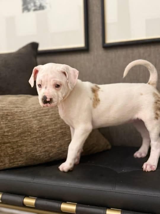 Ellen Griswold (Ruby Sue pup)